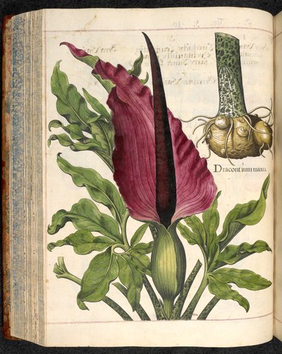 Dracontium Maius, da Hortus Eystettensis, di Basilius Besler da Basilius Besler