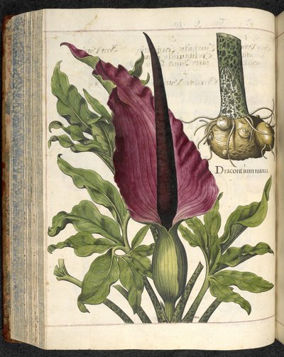Dracontium Maius, illustrazione da 