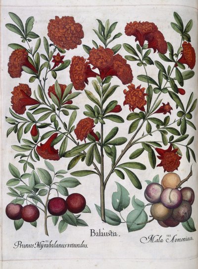 Frutta, da 