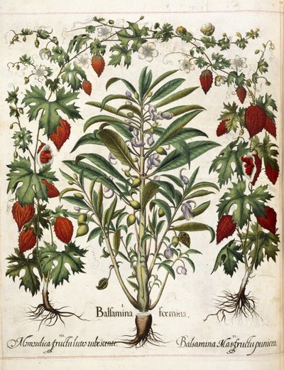 Piante da frutto, da 