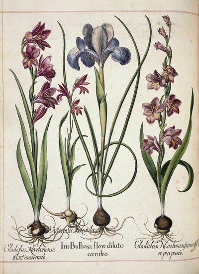 Gladiolo e iris, da 