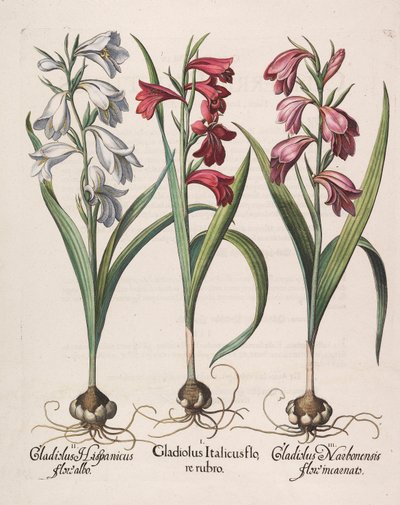 Gladiolus italicus flore rubro, 1613 da Basilius Besler