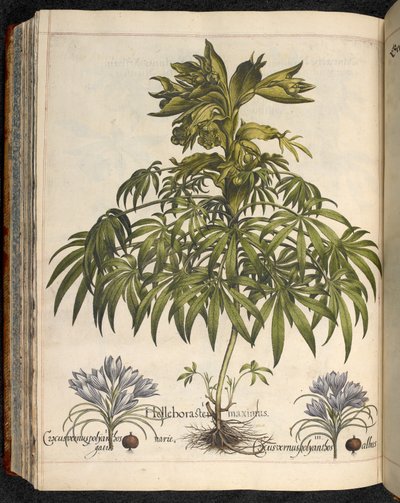 Helleboraster maximus, da Hortus Eystettensis, di Basilius Besler da Basilius Besler