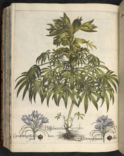 Helleborus, illustrazione da 