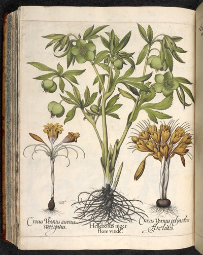 Helleborus niger, Crocus vernus, da Hortus Eystettensis, di Basilius Besler da Basilius Besler