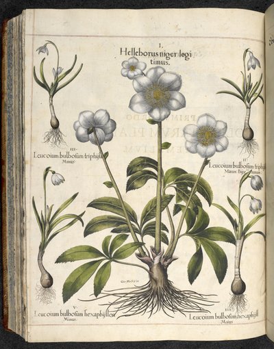 Helleborus niger, illustrazione da 