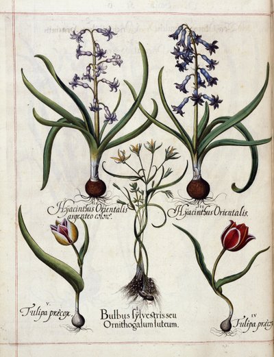 Giacinto e tulipano, da 