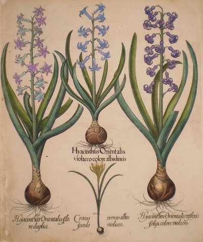 Hyacinthus orientalis floreduplici-Hyacinthus orientalis violaceo albislienis-Crocus vernus albus fundo violaceo-Hyacinthus orientalis reflexis folys colore violaceo da Basilius Besler