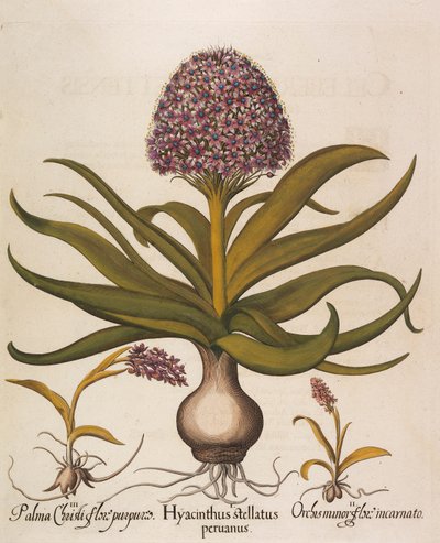 Hyacinthus stellatus, 1613 da Basilius Besler