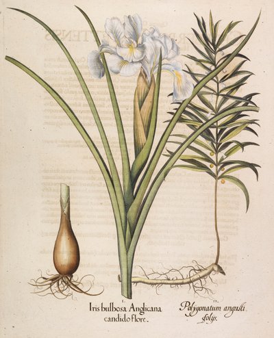 Iris bulbosa Anglicana, 1613 da Basilius Besler
