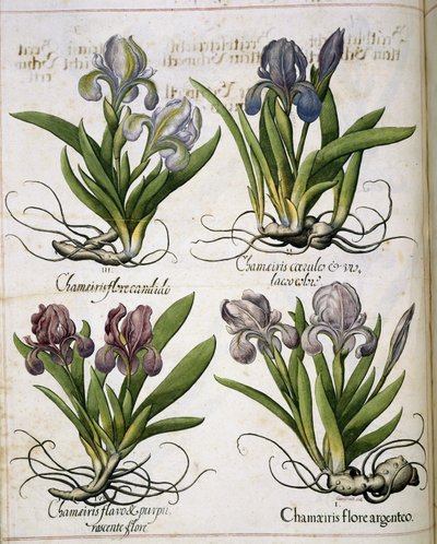 Iris, da 