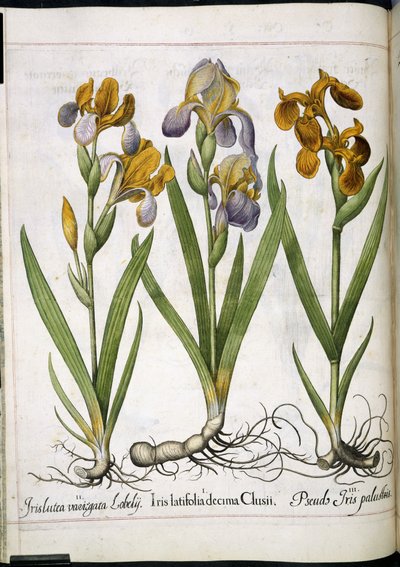 Iris, da 