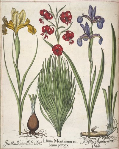 Iris, da 