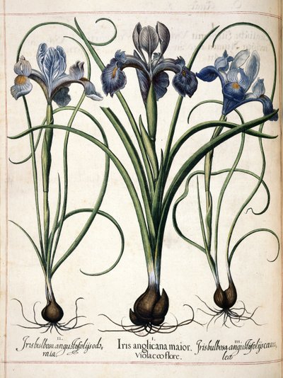 Iris, da 