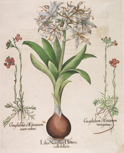 Lilio Narciso Hemerocalli, 1613 da Basilius Besler