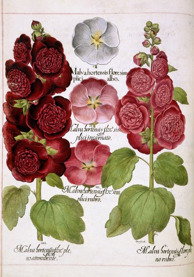 Malva Hortensis, da 