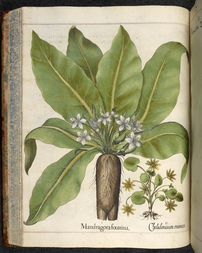 Mandragora foemina, illustrazione da 