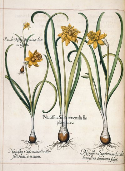 Narciso, da 
