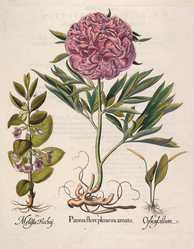 Paeonia flore pleno da Basilius Besler