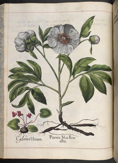 Cyclamen Vernum, Paonia Mas flore albo, da Hortus Eystettensis, di Basilius Besler da Basilius Besler