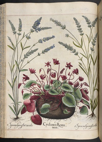 Tavola 347: Cyclamen Romanum, da Hortus Eystettensis, di Basilius Besler da Basilius Besler