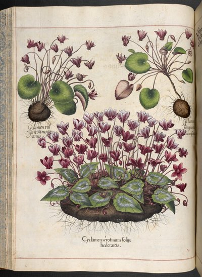 Tavola 348: Ciclamino. Hortus Eystettensis, Basilius Besler, 1613 da Basilius Besler