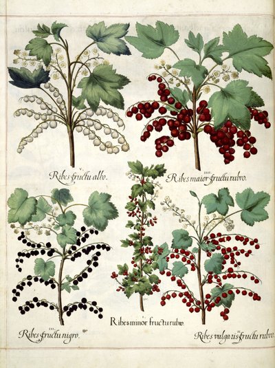 Piante di ribes rosso e nero, da 