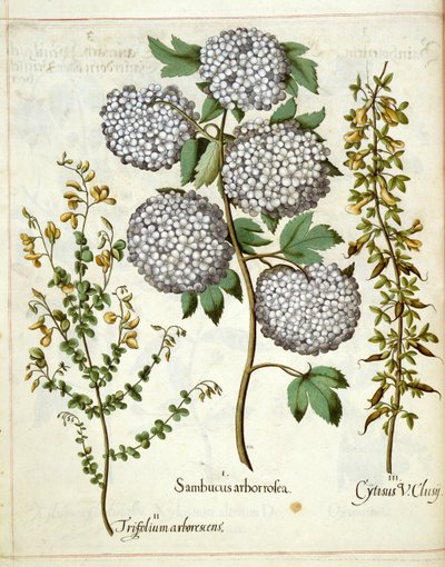 Sambuco, Trillium e Cytisus, da 