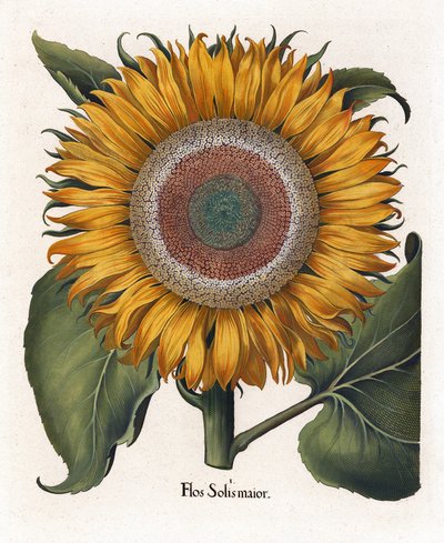 Il Girasole Comune da Basilius Besler