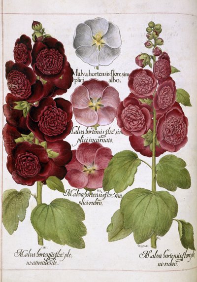 Tre piante da Basilius Besler