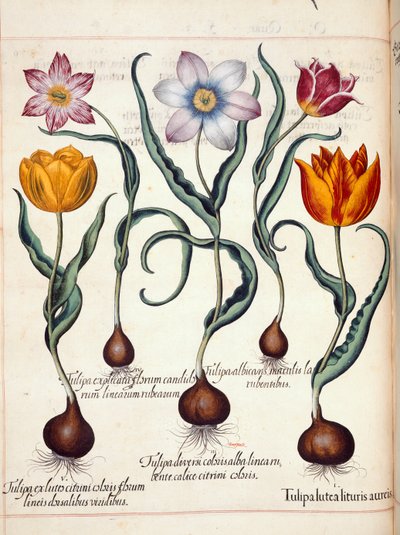 Tulipani, da 