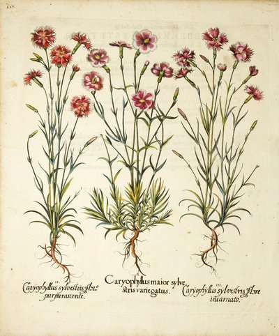 Varietà di Caryophyllus Sylvestris pubblicate in Hortus Eystettensis da Basilius Besler