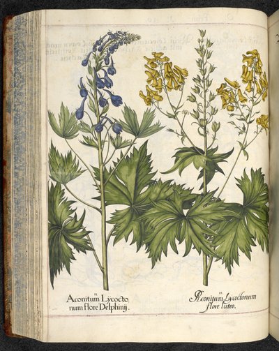 Aconito, illustrazione da 