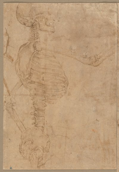 Scheletro a mezzo busto di profilo, primi anni 1540 da Battista Franco