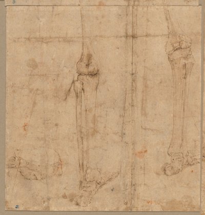 Metà inferiore dello scheletro da dietro, primi anni 1540 da Battista Franco