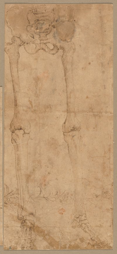 Metà inferiore dello scheletro dal fronte, primi anni 1540 da Battista Franco