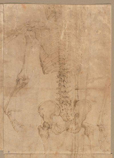 Metà superiore dello scheletro da dietro, primi anni 1540 da Battista Franco