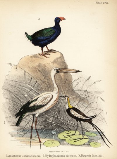 Cicogna asiatica, jacana dalla coda di fagiano e takahe. 1855 (litografia) da Bauerrichter