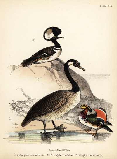 Oca canadese, anatra mandarina e smergo cappuccino. 1855 (litografia) da Bauerrichter
