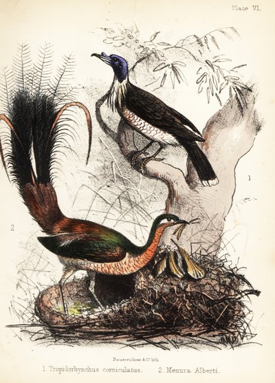 Uccello frate e uccello lira. 1855 (litografia) da Bauerrichter