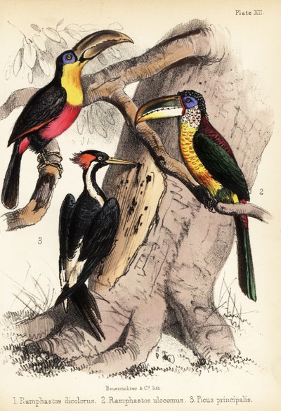 Tucano dal becco verde, aracari ricciuto e picchio dal becco d