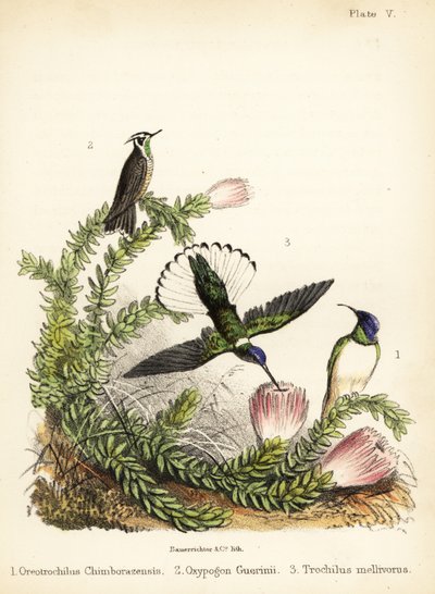 Specie di colibrì. 1855 (litografia) da Bauerrichter