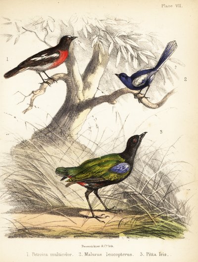 Pettirosso del Pacifico, scricciolo dalle ali bianche e pitta arcobaleno. 1855 (litografia) da Bauerrichter