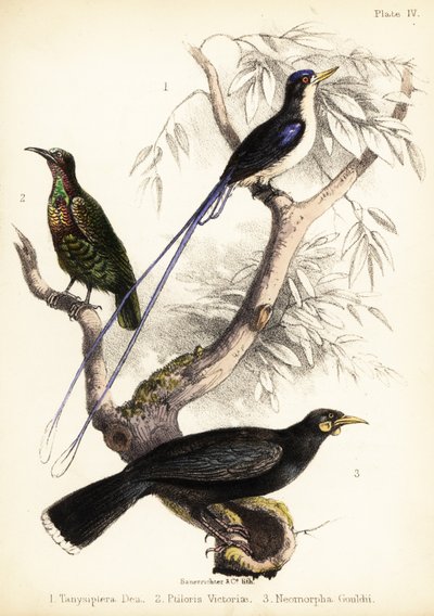 Martin pescatore del paradiso, uccello del paradiso di Victoria e huia estinto. 1855 (litografia) da Bauerrichter