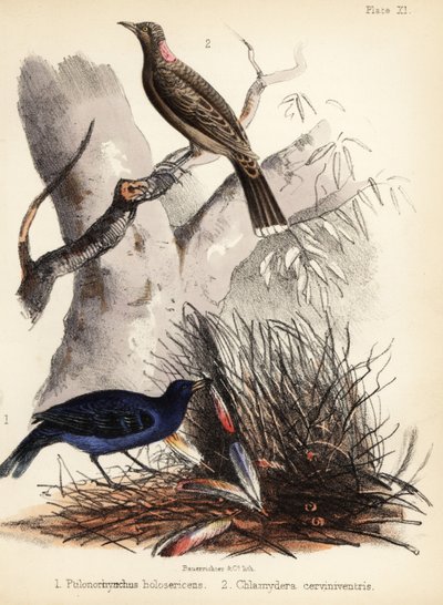 Uccelli satinati e giardinieri dal petto fulvo. 1855 (litografia) da Bauerrichter