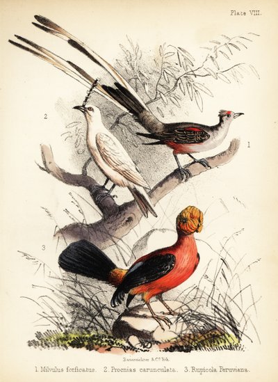 Tiranide codalunga, campanaro bianco e gallo delle Ande. 1855 (litografia) da Bauerrichter