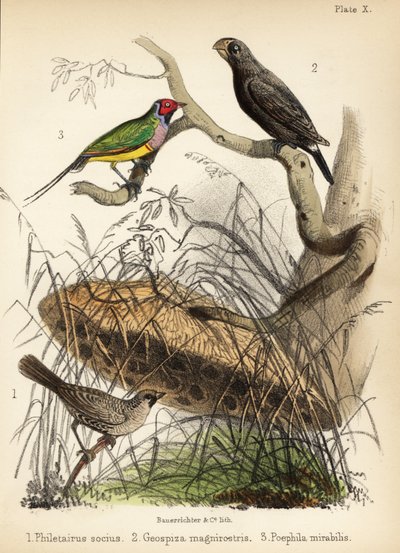 Tessitore socievole, fringuello di terra grande e diamante di Gould. 1855 (litografia) da Bauerrichter