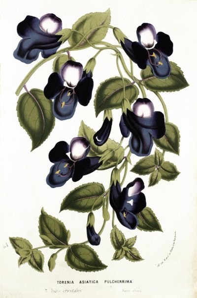 Torenia Asiatica pulcherrima, da 