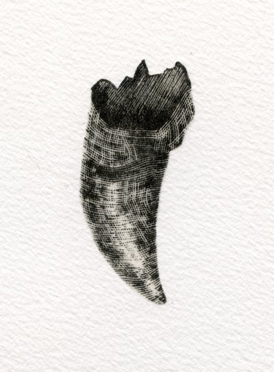 Dente felino da Bella Larsson