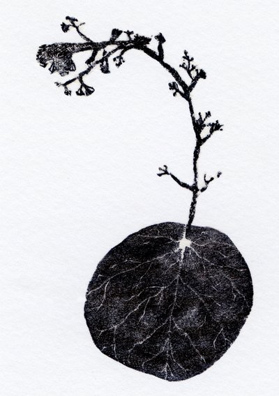 Foglia di lichene, 2014 da Bella Larsson